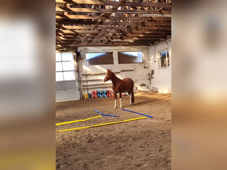 Deutsches Reitpferd Mix Stute 14 Jahre 154 cm Fuchs in Villingendorf
