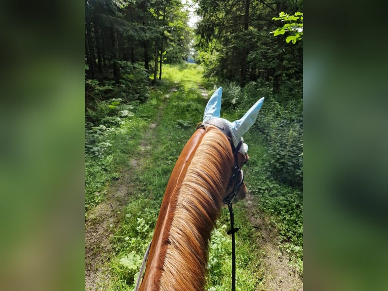 Deutsches Reitpferd Mix Stute 14 Jahre 154 cm Fuchs in Villingendorf