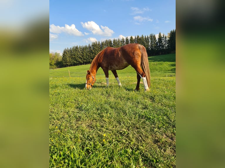 Deutsches Reitpferd Mix Stute 14 Jahre 154 cm Fuchs in Villingendorf