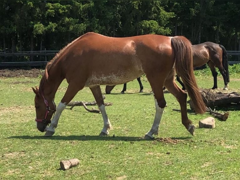 Deutsches Reitpferd Mix Stute 14 Jahre 154 cm Fuchs in Villingendorf