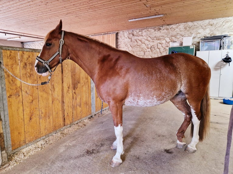Deutsches Reitpferd Mix Stute 14 Jahre 154 cm Fuchs in Villingendorf