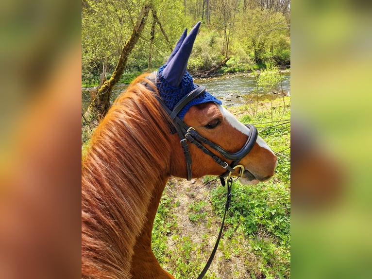 Deutsches Reitpferd Mix Stute 14 Jahre 154 cm Fuchs in Villingendorf