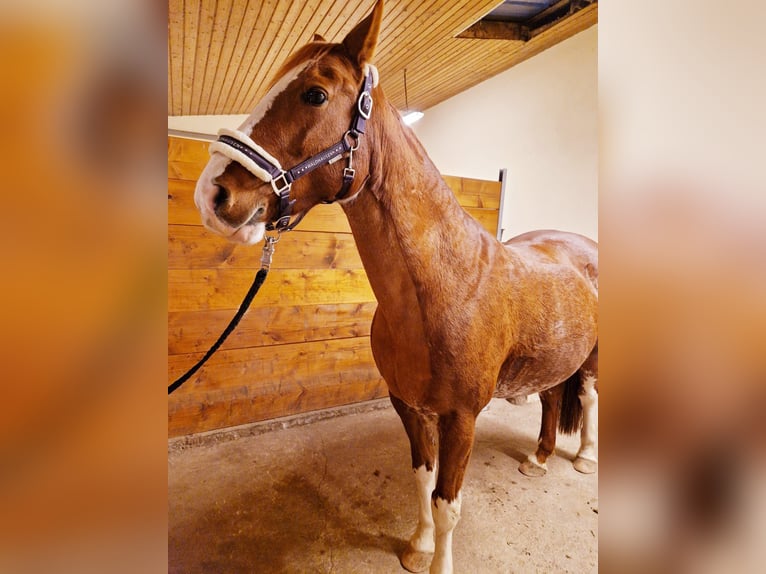 Deutsches Reitpferd Mix Stute 14 Jahre 154 cm Fuchs in Villingendorf