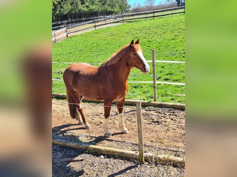 Deutsches Reitpferd Mix Stute 14 Jahre 154 cm Fuchs in Villingendorf