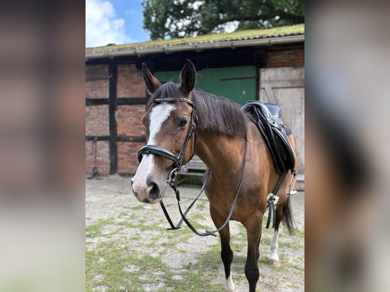 Deutsches Reitpferd Stute 14 Jahre 160 cm Brauner in Loxstedt