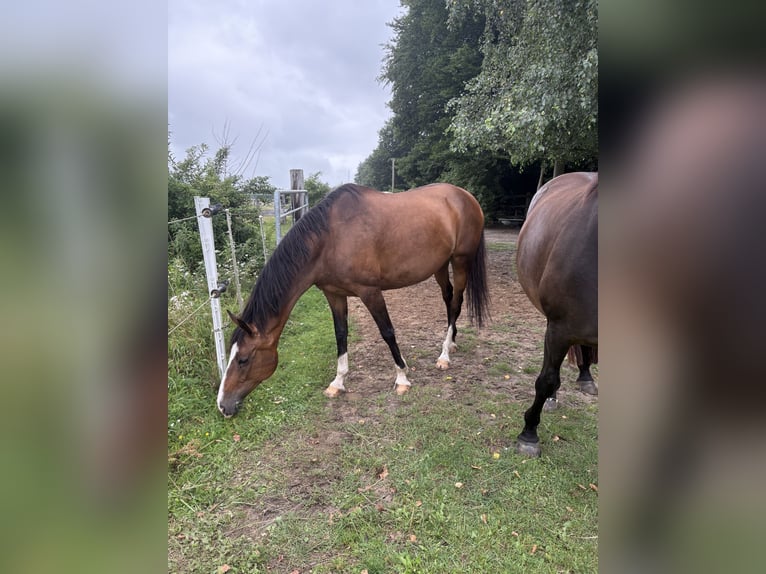 Deutsches Reitpferd Stute 14 Jahre 160 cm Brauner in Loxstedt