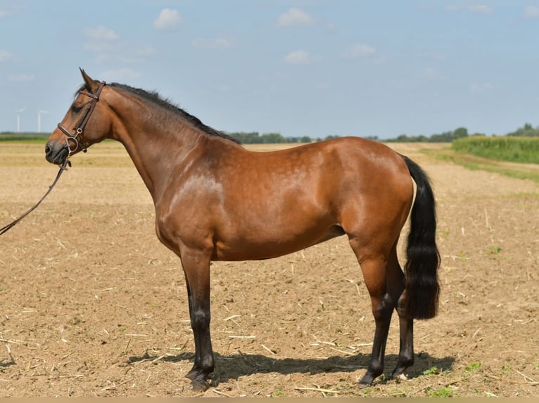 Deutsches Reitpferd Stute 14 Jahre 162 cm Brauner in Baesweiler