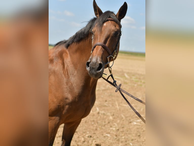 Deutsches Reitpferd Stute 14 Jahre 162 cm Brauner in Baesweiler