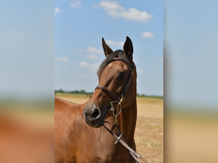 Deutsches Reitpferd Stute 14 Jahre 162 cm Brauner in Baesweiler