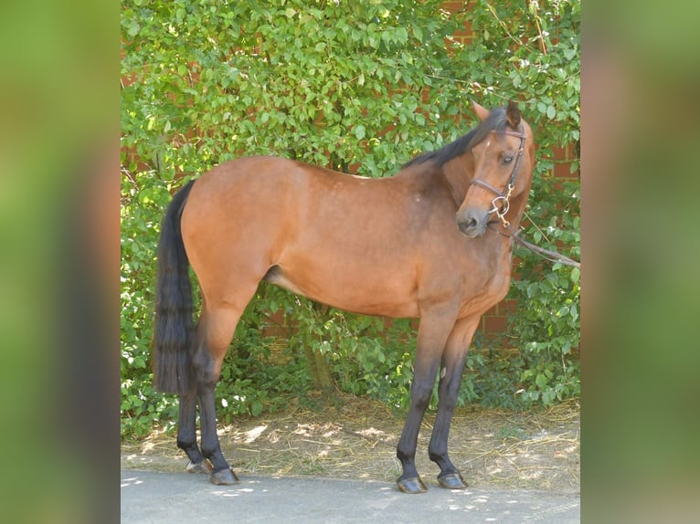 Deutsches Reitpferd Stute 14 Jahre 162 cm Brauner in Baesweiler