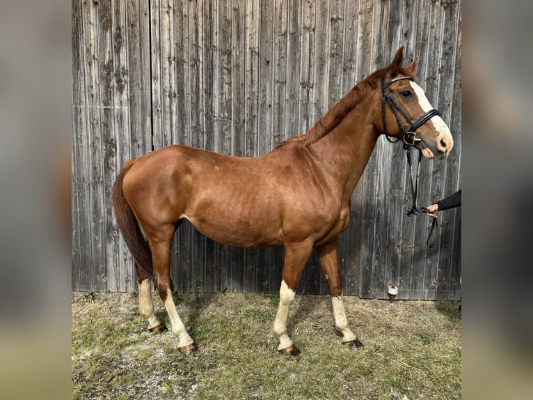 Deutsches Reitpferd Stute 14 Jahre 162 cm Fuchs in Straubing