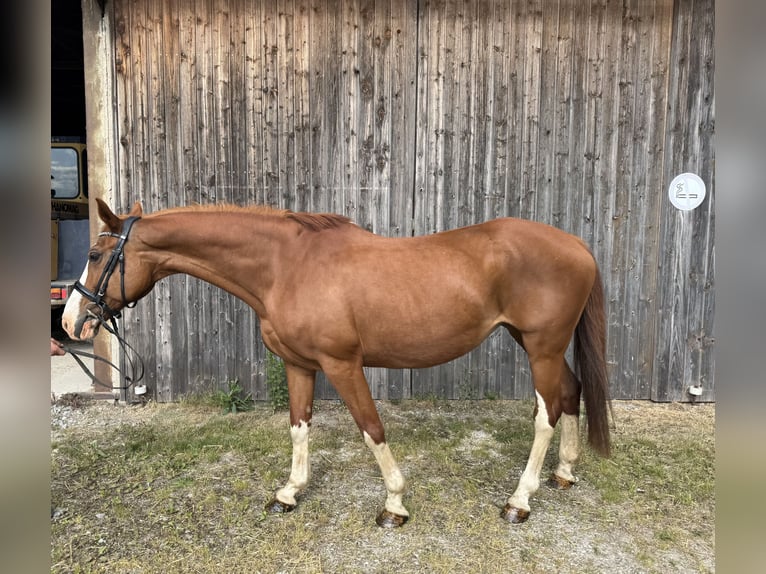 Deutsches Reitpferd Stute 14 Jahre 162 cm Fuchs in Straubing