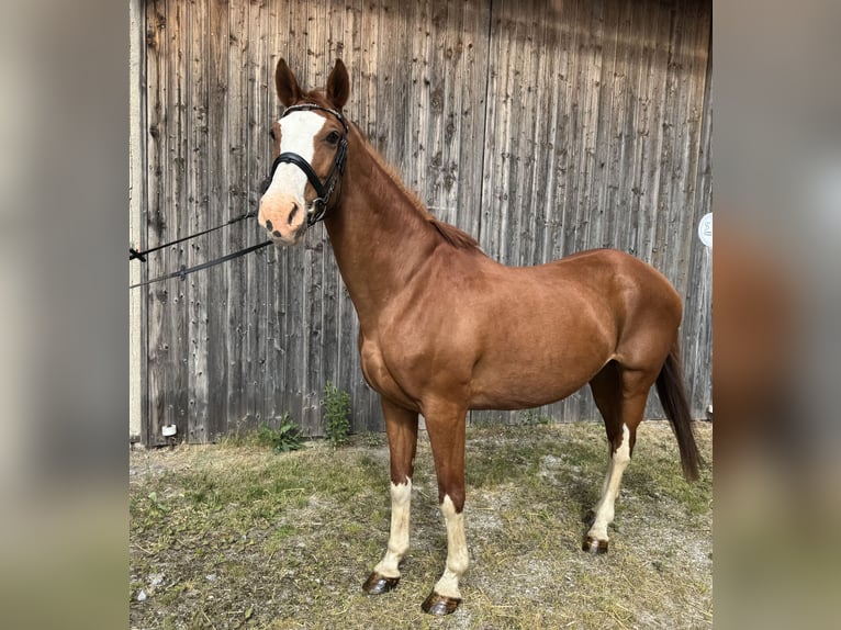 Deutsches Reitpferd Stute 14 Jahre 162 cm Fuchs in Straubing