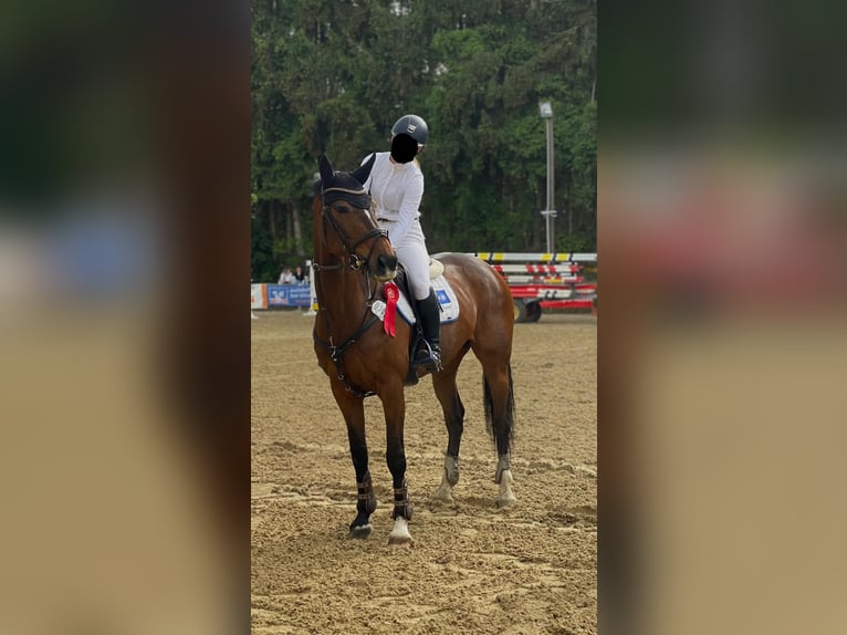 Deutsches Reitpferd Stute 14 Jahre 163 cm Brauner in Bad Schussenried