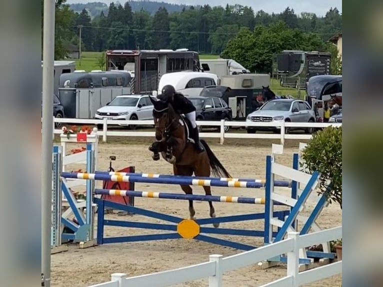 Deutsches Reitpferd Stute 14 Jahre 163 cm Brauner in Bad Schussenried