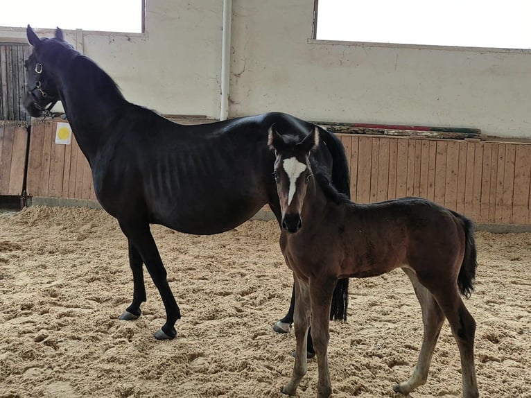 Deutsches Reitpferd Stute 14 Jahre 163 cm Schwarzbrauner in Reichenschwand
