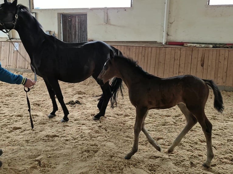 Deutsches Reitpferd Stute 14 Jahre 163 cm Schwarzbrauner in Reichenschwand