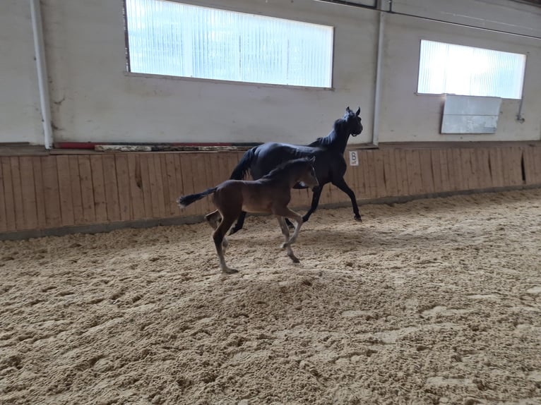 Deutsches Reitpferd Stute 14 Jahre 163 cm Schwarzbrauner in Reichenschwand
