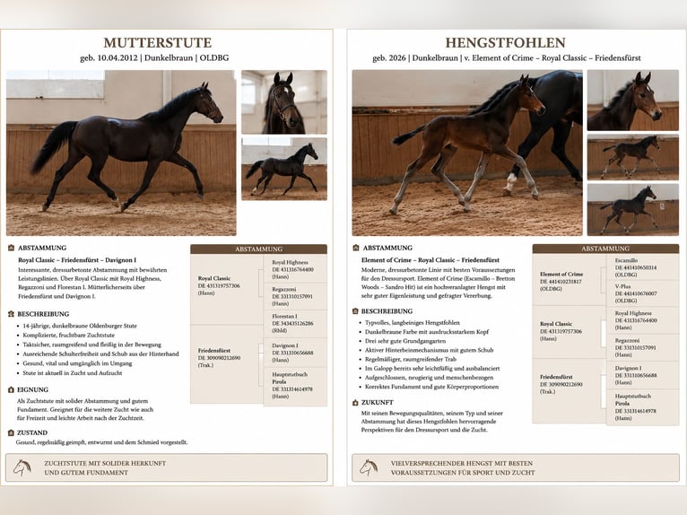 Deutsches Reitpferd Stute 14 Jahre 163 cm Schwarzbrauner in Reichenschwand