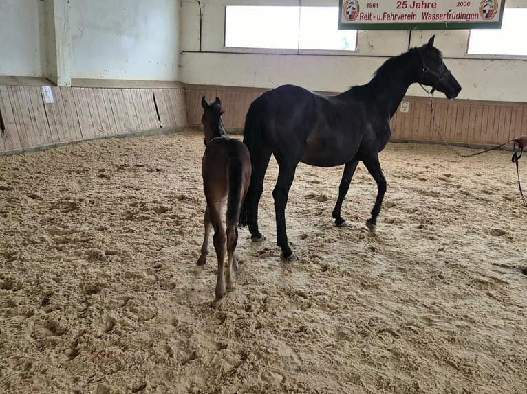 Deutsches Reitpferd Stute 14 Jahre 163 cm Schwarzbrauner in Reichenschwand
