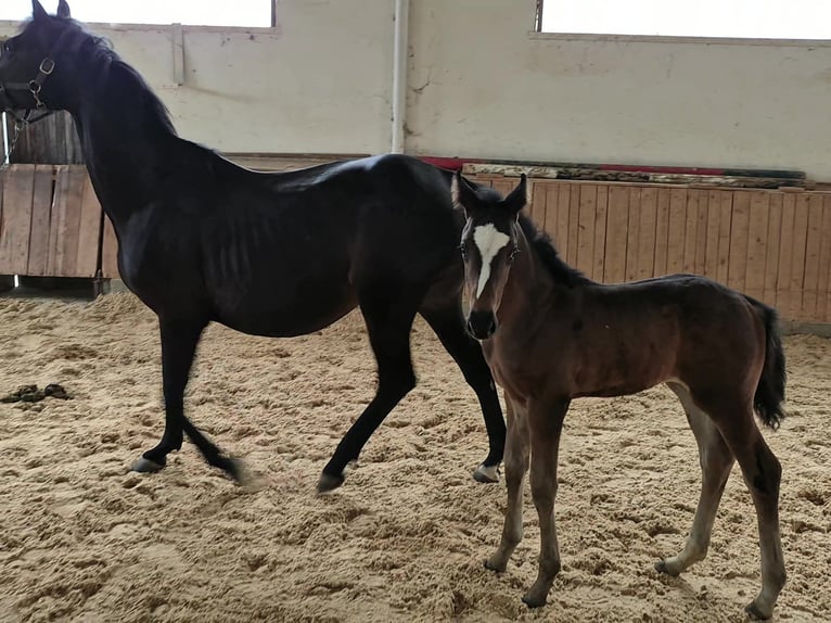 Deutsches Reitpferd Stute 14 Jahre 163 cm Schwarzbrauner in Reichenschwand