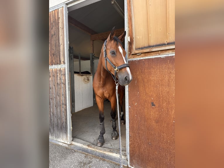 Deutsches Reitpferd Stute 14 Jahre 167 cm Brauner in Friedrichshafen Deutsches Reitpferd Stute 14 Jahre 167 cm Brauner in Friedrichshafen
