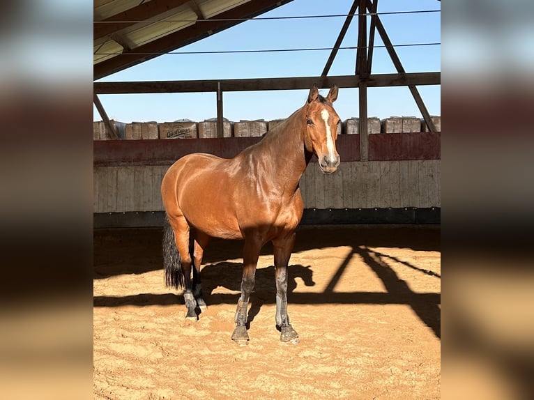 Deutsches Reitpferd Stute 14 Jahre 167 cm Brauner in Friedrichshafen Deutsches Reitpferd Stute 14 Jahre 167 cm Brauner in Friedrichshafen