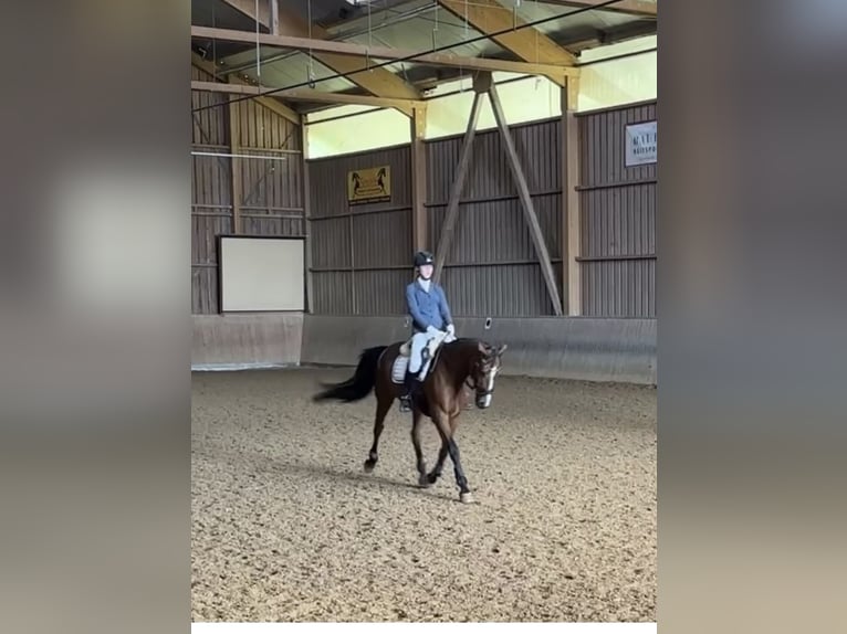 Deutsches Reitpferd Stute 14 Jahre 167 cm Brauner in Friedrichshafen Deutsches Reitpferd Stute 14 Jahre 167 cm Brauner in Friedrichshafen