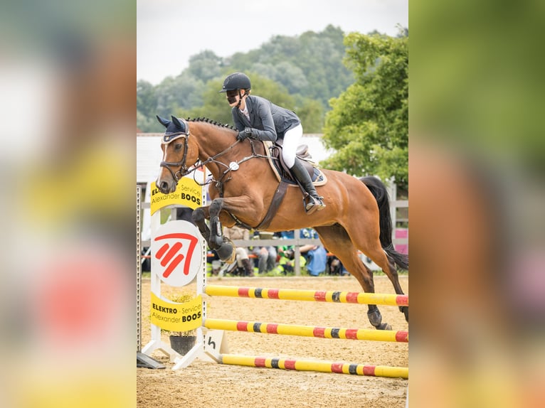 Deutsches Reitpferd Stute 14 Jahre 167 cm Brauner in Friedrichshafen Deutsches Reitpferd Stute 14 Jahre 167 cm Brauner in Friedrichshafen