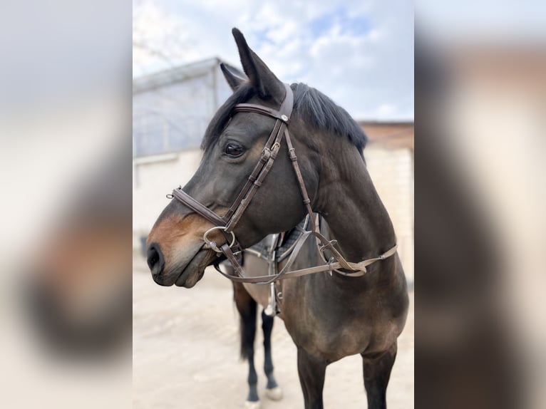 Deutsches Reitpferd Stute 14 Jahre 168 cm Dunkelbrauner in Limburg an der Lahn