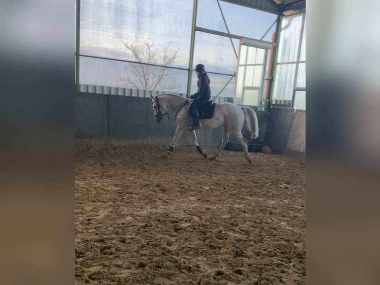 Deutsches Reitpferd Stute 14 Jahre 170 cm Schimmel in Schwalmtal