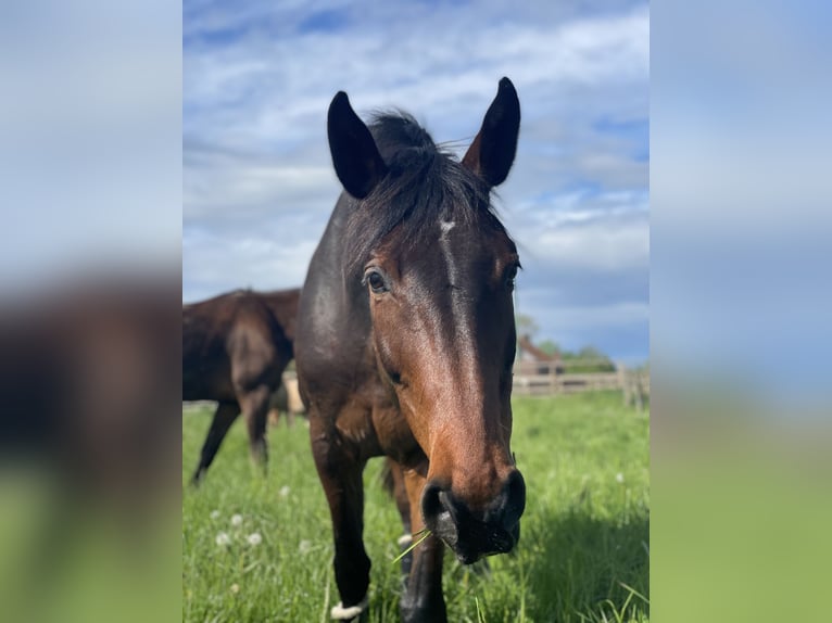Deutsches Reitpferd Stute 14 Jahre 171 cm Dunkelbrauner in Münster