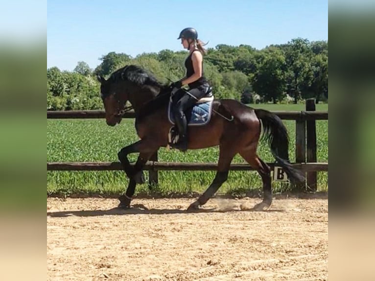 Deutsches Reitpferd Stute 14 Jahre 171 cm Dunkelbrauner in Münster