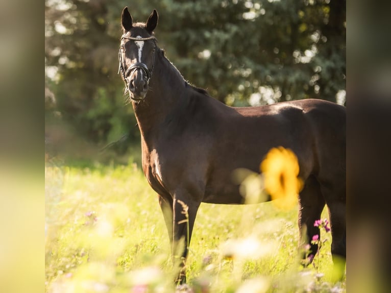 Deutsches Reitpferd Stute 14 Jahre 172 cm Rappe in Böblingen