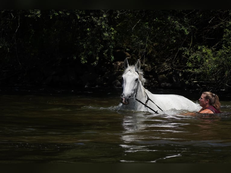 Deutsches Reitpferd Stute 14 Jahre 172 cm Schimmel in Hennef (Sieg)