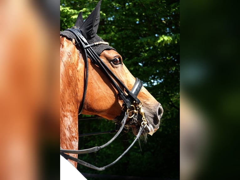 Deutsches Reitpferd Stute 14 Jahre 174 cm Fuchs in Wachtberg