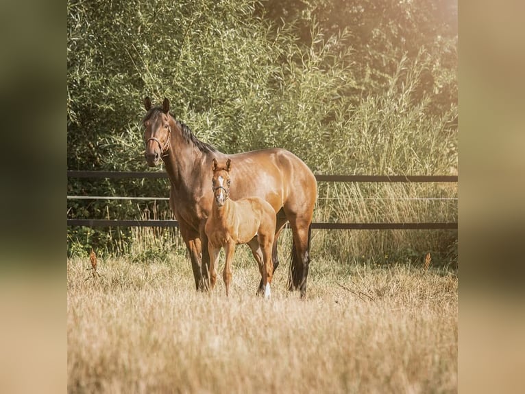 Deutsches Reitpferd Stute 14 Jahre 175 cm Brauner in Lünen