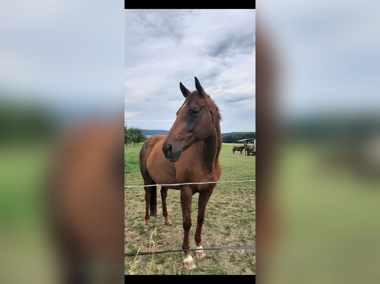 Deutsches Reitpferd Stute 14 Jahre Fuchs in Hausen