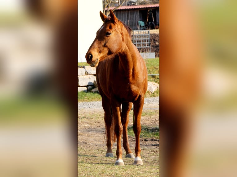 Deutsches Reitpferd Stute 14 Jahre Fuchs in Hausen