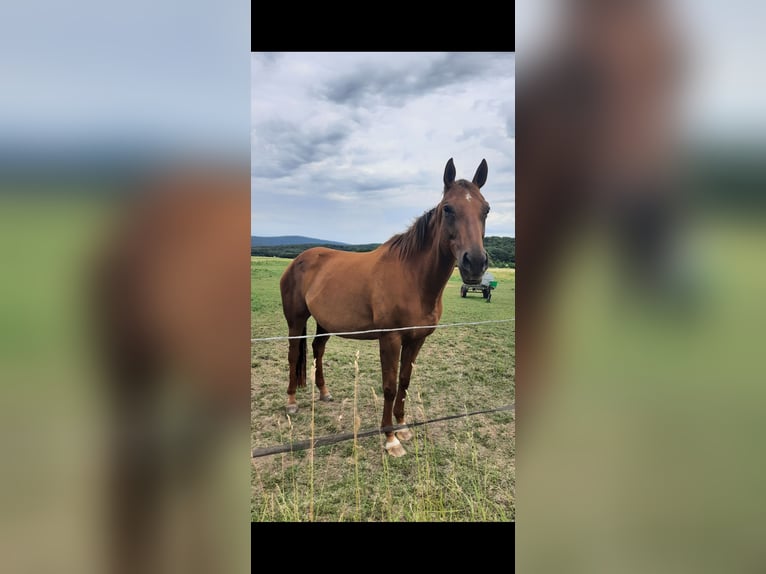 Deutsches Reitpferd Stute 14 Jahre Fuchs in Hausen