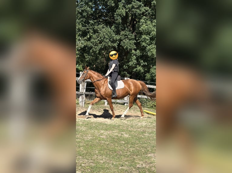 Deutsches Reitpferd Stute 14 Jahre Fuchs in Wienhausen