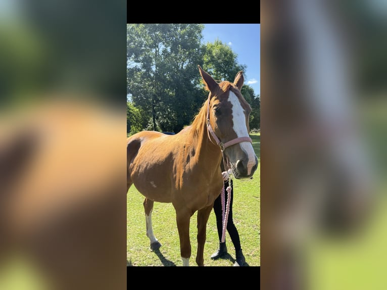 Deutsches Reitpferd Stute 14 Jahre Fuchs in Wienhausen