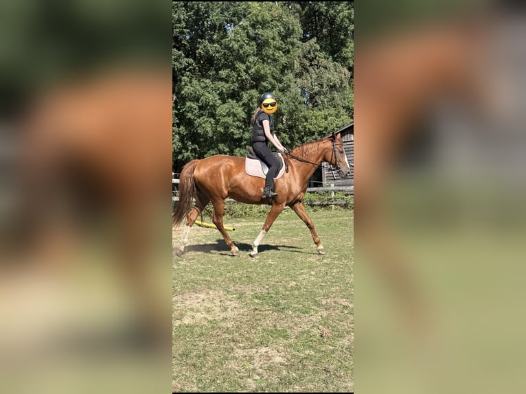 Deutsches Reitpferd Stute 14 Jahre Fuchs in Wienhausen