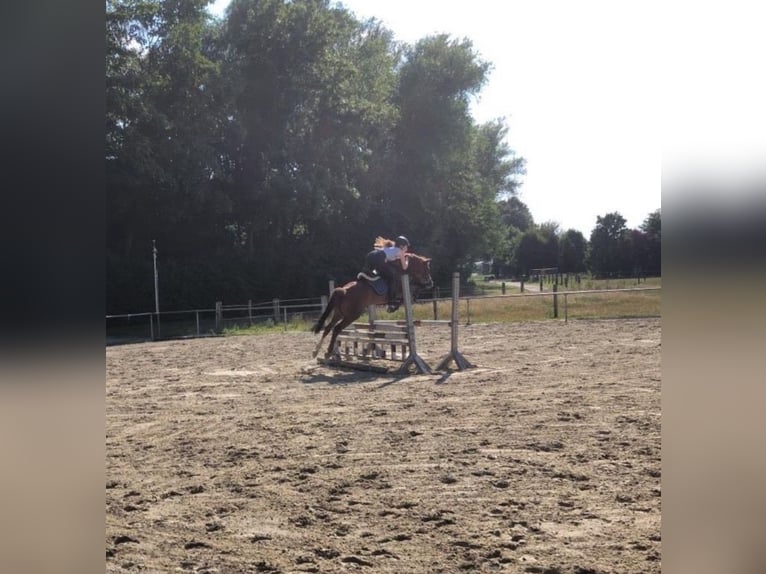 Deutsches Reitpferd Stute 15 Jahre 146 cm Fuchs in Rosendahl