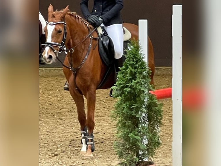 Deutsches Reitpferd Stute 15 Jahre 146 cm Fuchs in Rosendahl