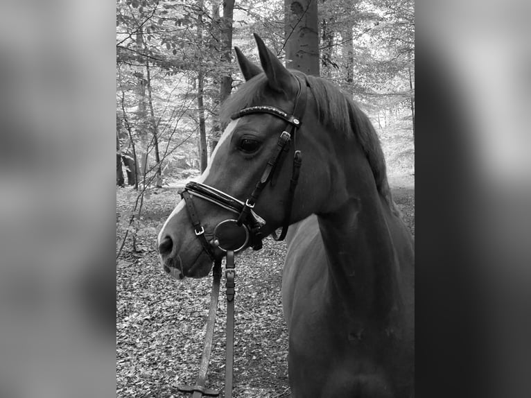Deutsches Reitpferd Stute 15 Jahre 146 cm Fuchs in Rosendahl