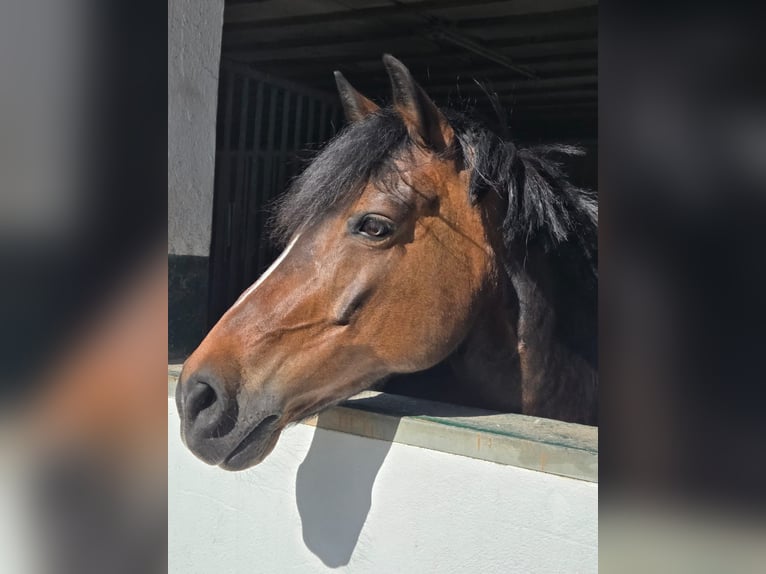 Deutsches Reitpferd Stute 15 Jahre 155 cm Brauner in Machern