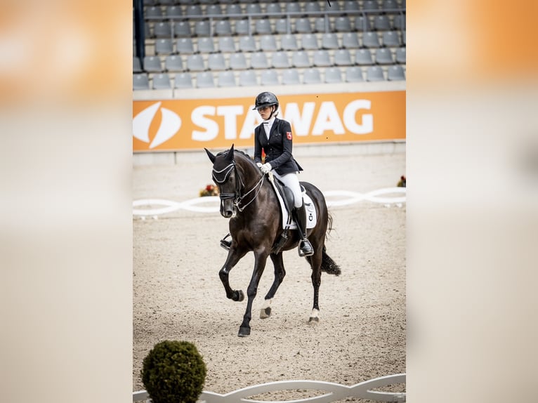 Deutsches Reitpferd Stute 15 Jahre 157 cm Rappe in Essen