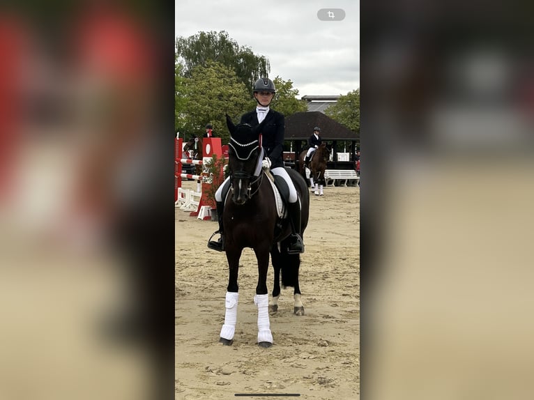 Deutsches Reitpferd Stute 15 Jahre 157 cm Rappe in Essen