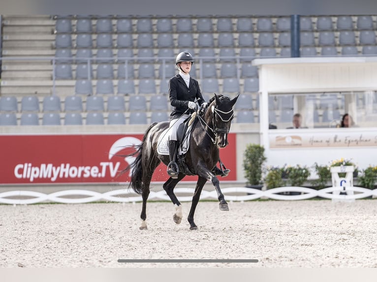 Deutsches Reitpferd Stute 15 Jahre 157 cm Rappe in Essen